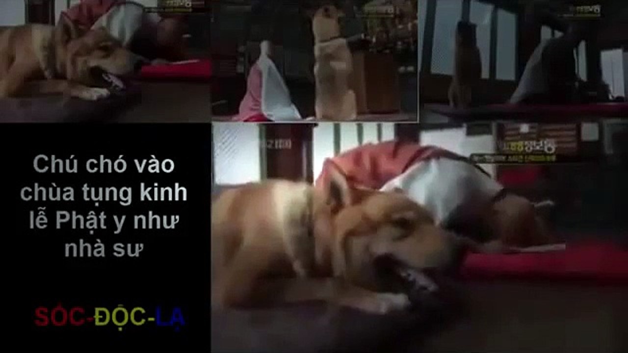 5S Online - Tập 455: Công cuộc đảo chính ( Phần 1)