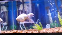 Our GIANT Goldfish Lola Goes Crazy for Shrimp!!