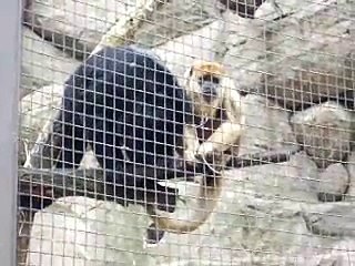 Black Howler Monkey - Female Refuses To Give Male Sex
