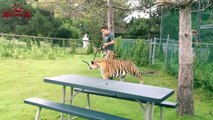 The Wild Pet Tiger , How To Train Your Tiger with no Roar