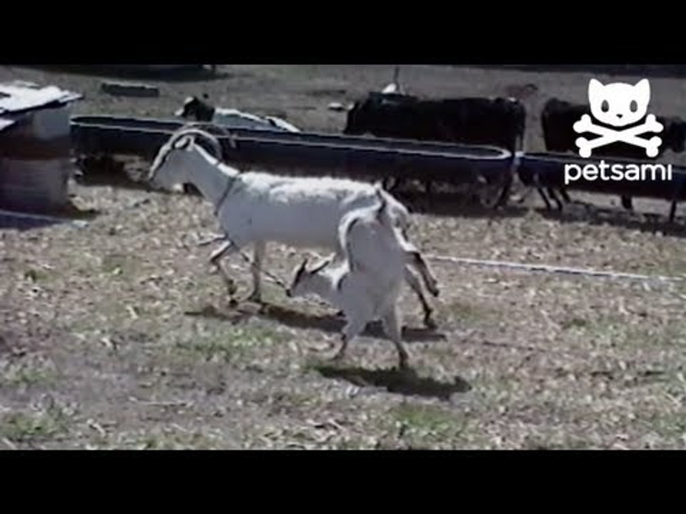 Baby goat runs on two front legs