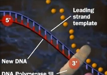 dna replication
