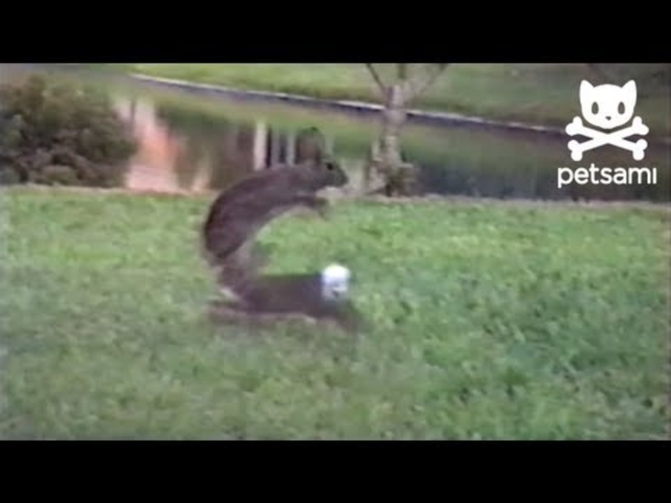 Easter Bunnies Playing Leap Frog
