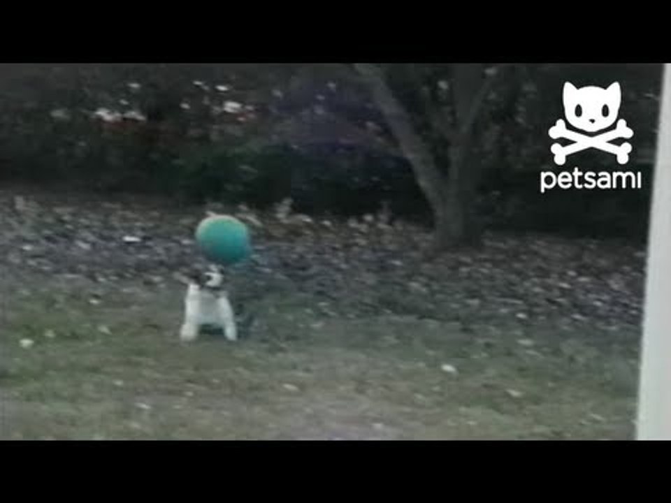 Circus dog balances ball on his head