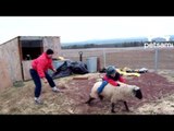 Toddler rides a sheep like a horse