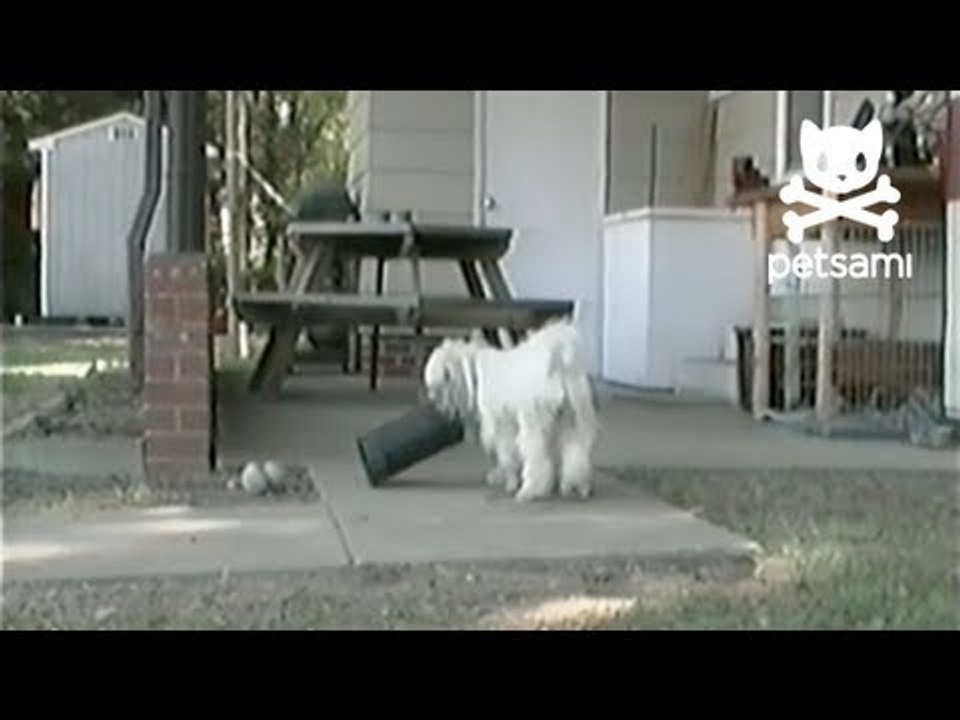 Puppy gets head stuck in pipe