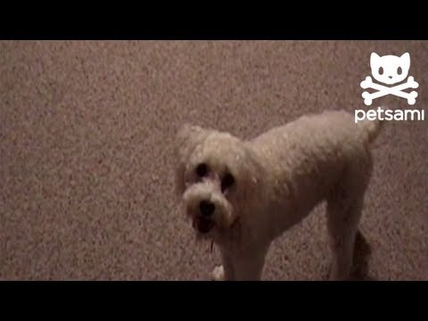 Dog picks up all of his toys