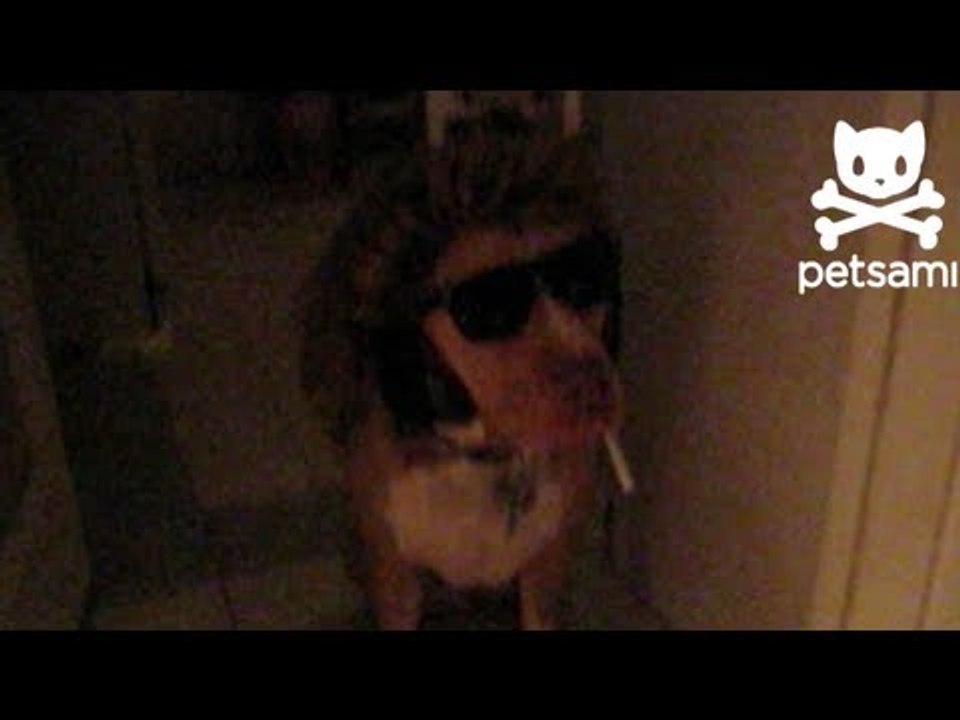 Rock 'n' Roll doggie amuses groupies