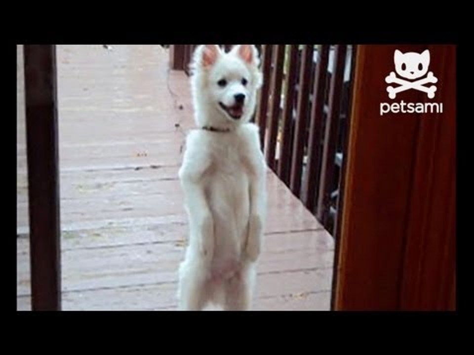 Dog stands on hind legs and begs to be let in