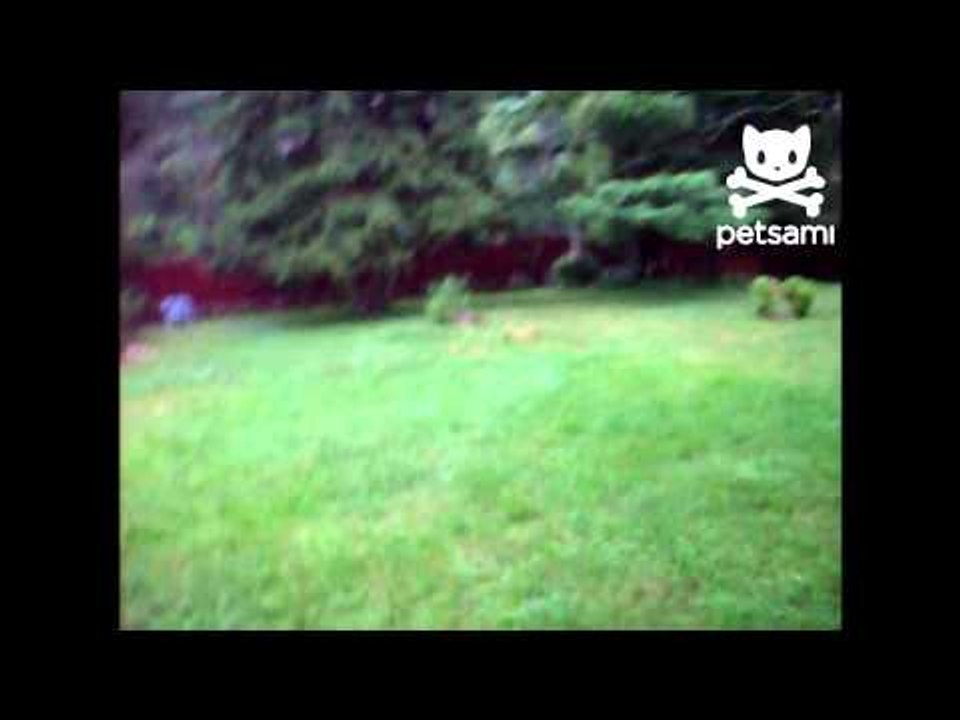 Dog has fun with helium balloon