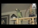 Parrot sings happy birthday to owner