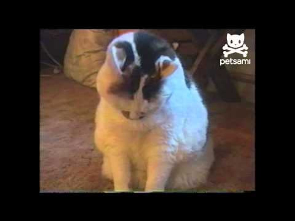 Cat drinks out of human milk bowl