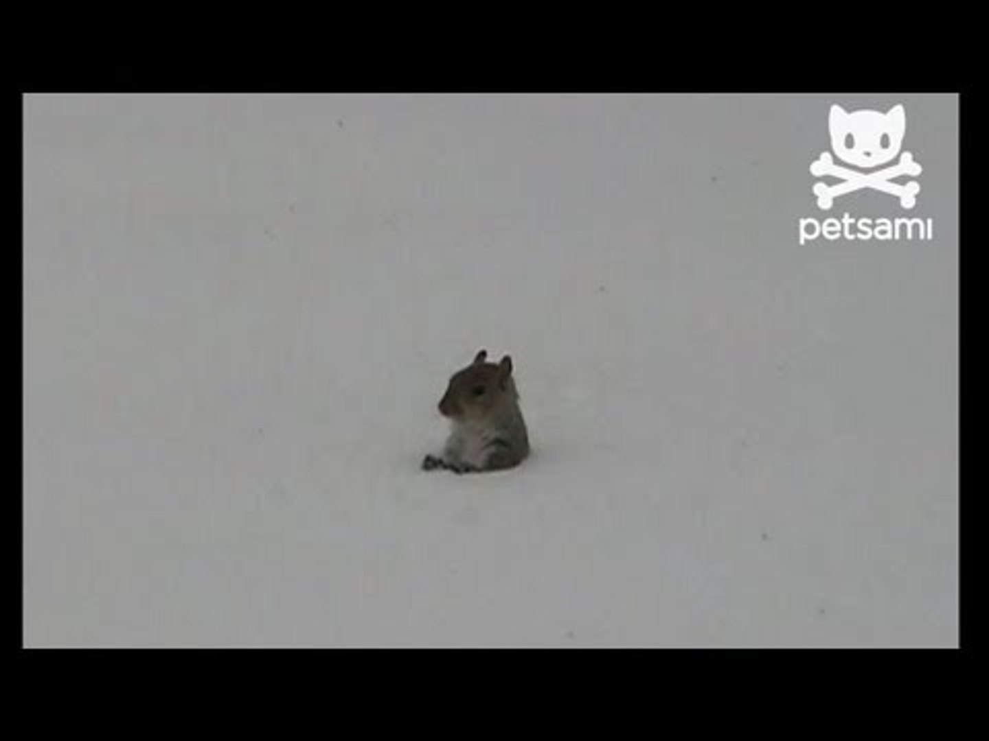 ⁣Whack-A-Squirrel