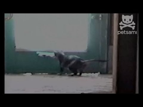 Cat delivers the mail to his owner