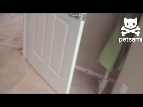 Dog destroys clean house with dirty paws
