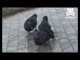 Man films ducks acting like cats and chasing a laser pointer