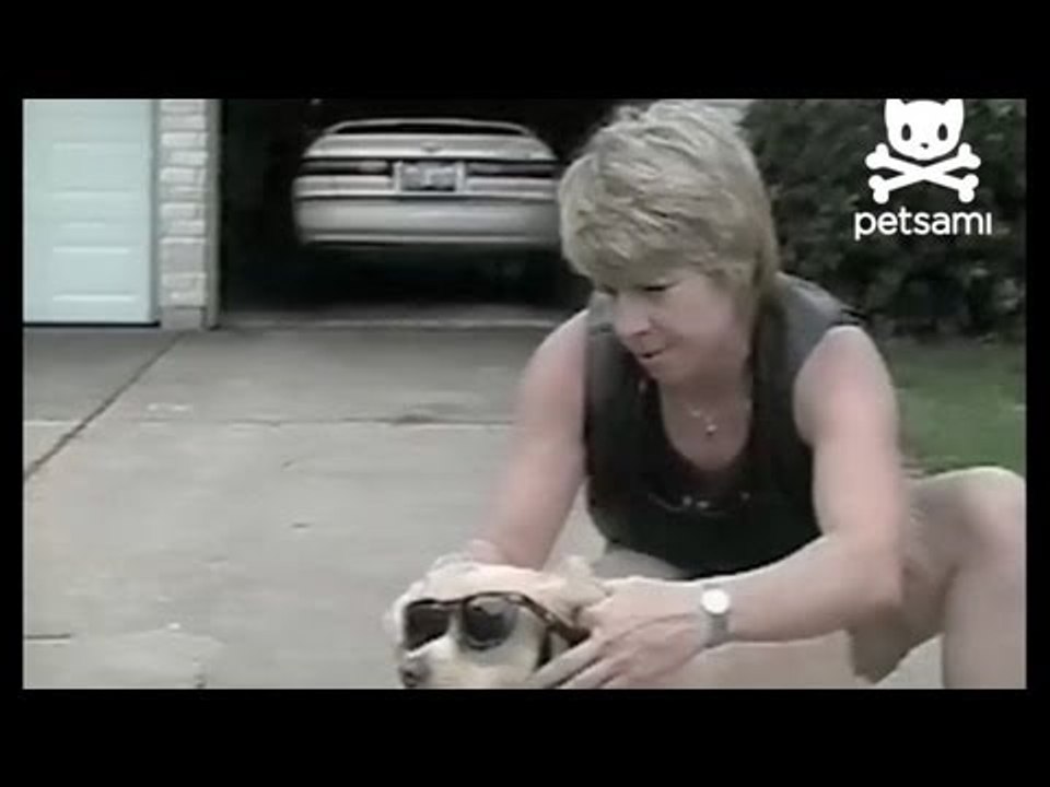 Biker dog loves to ride motorcycles