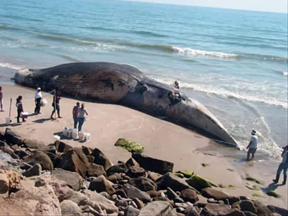 Some of the worlds biggest animals in the whole world