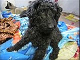 Privates Tierheim für ausgesetzte, streuende und verletzte Tiere bei Valentina Silich in Russland