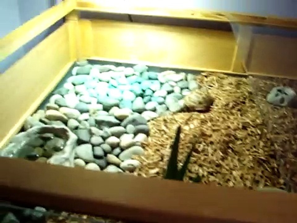 Tortoise Table