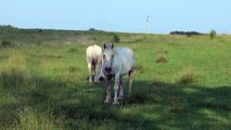 Beautiful white and brown Horses Caballo caballos