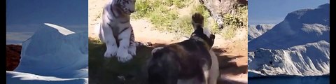 Tiger vs Lion | Lion vs Dog Discovery Wild Lion Documentary 2015