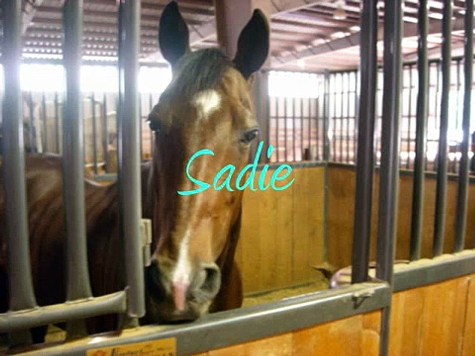 Meet the Horses at Criswood Farm!!!