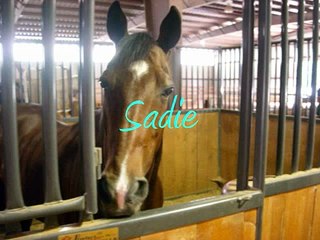 Meet the Horses at Criswood Farm!!!