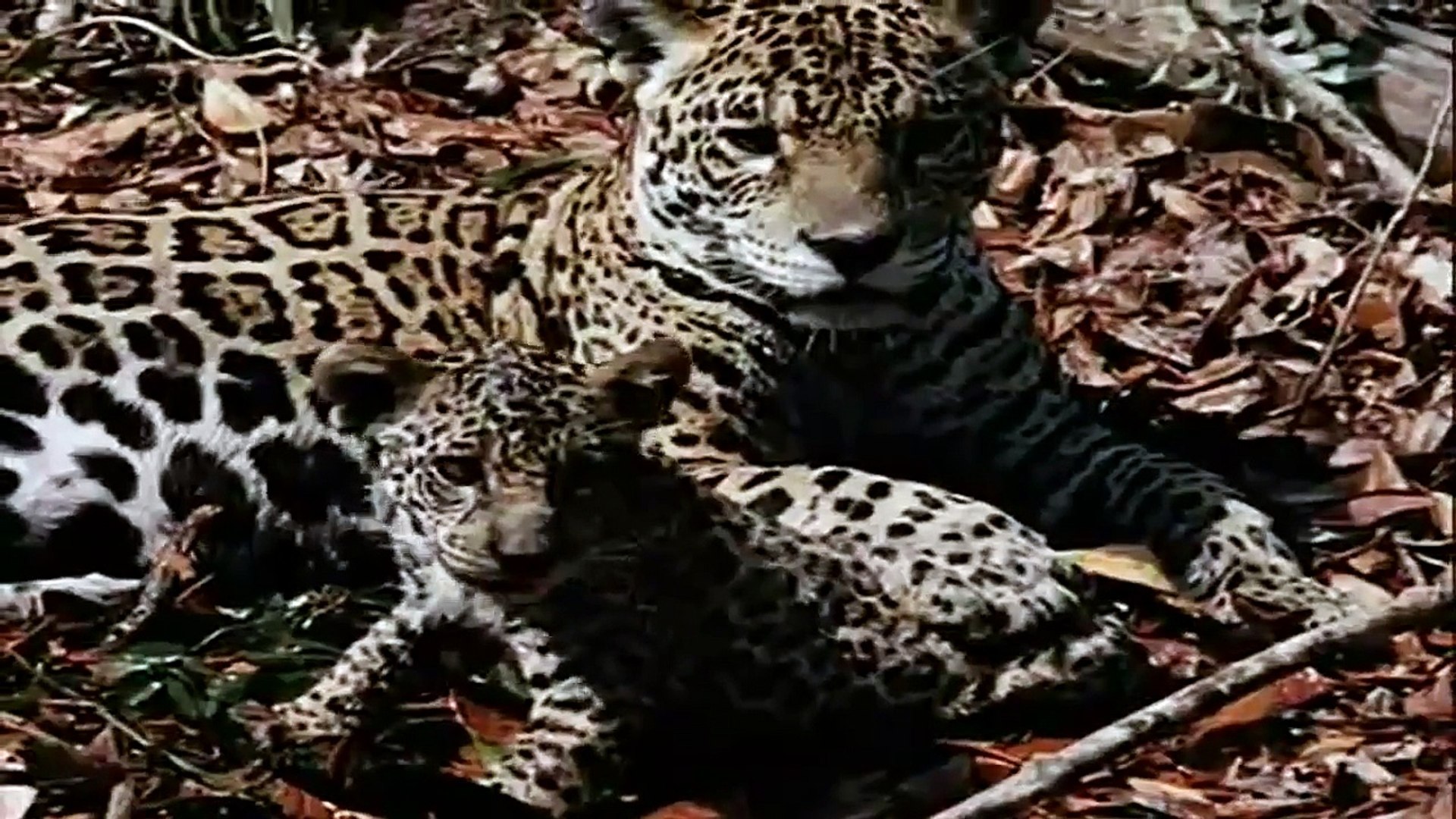 ⁣[ Wild Animal Planet ] Anaconda vs Jaguar Full Documentary