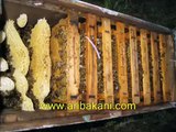 Ana arı üretimi, çiftleştirme kutusu hazırlamak