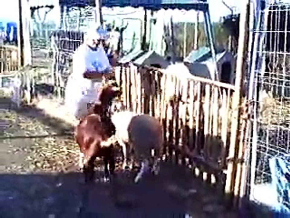 Mad feeding time turkeys, pigs, you name it !!