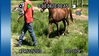 Tennessee Walking Horse - Abuse charge against TWH trainer Larry Wheelon dismissed