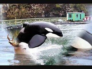 Keiko Tribute-My Immortal