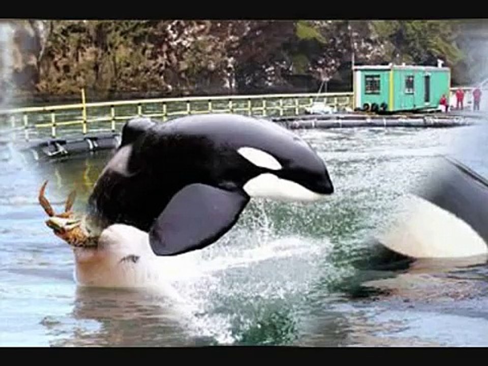 Keiko Tribute-My Immortal