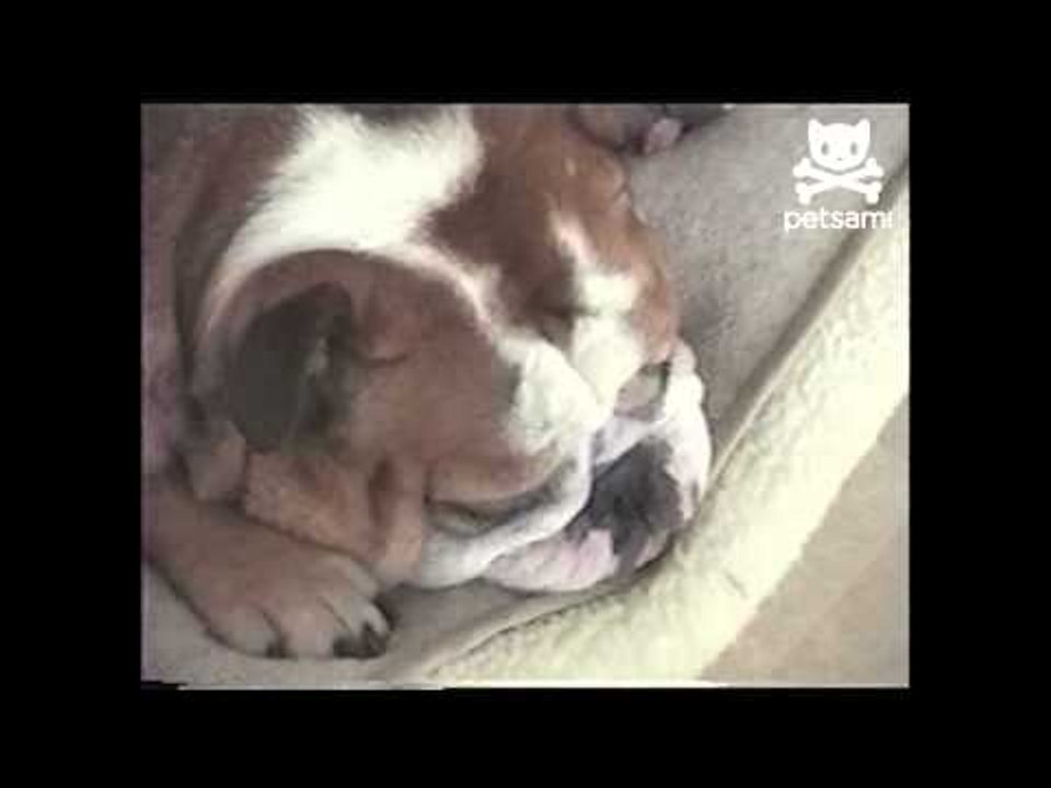 Three Bulldogs Catch Some ZZZ's