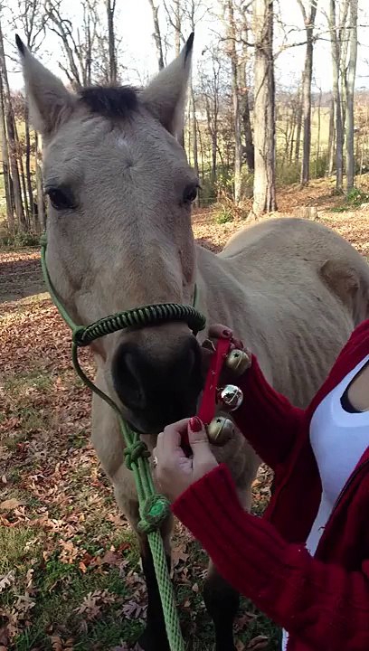 How to put bells on a horse for a Christmas parade :)