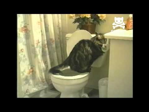 Cat is trained to use human toilet