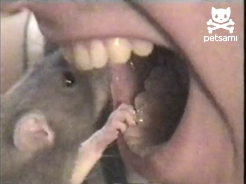 Man lets rat clean his teeth