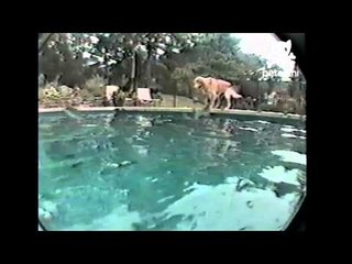Dog dives deep into pool to grab his toy