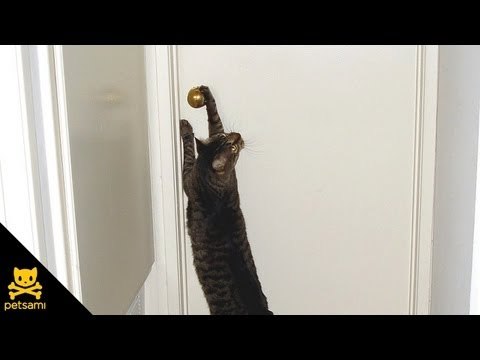 Cat opens door for puppies