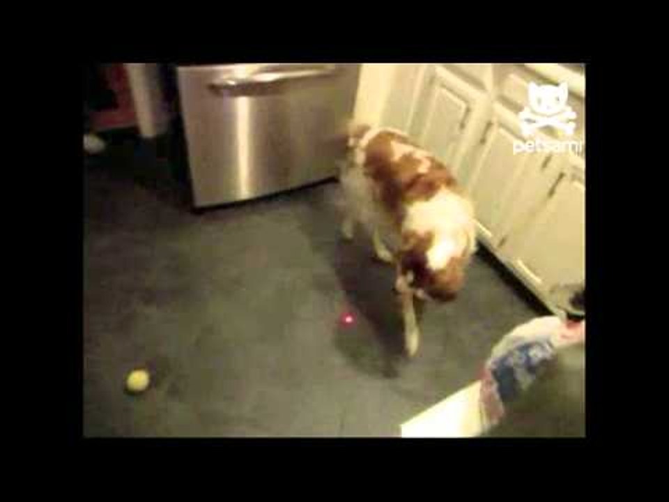 Dog chases laser pointer around entire house