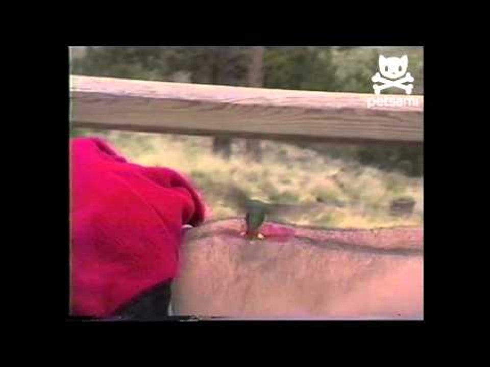 Bellybutton bird feeder