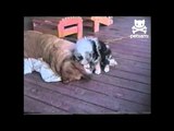 Puppy tests older dog's limits