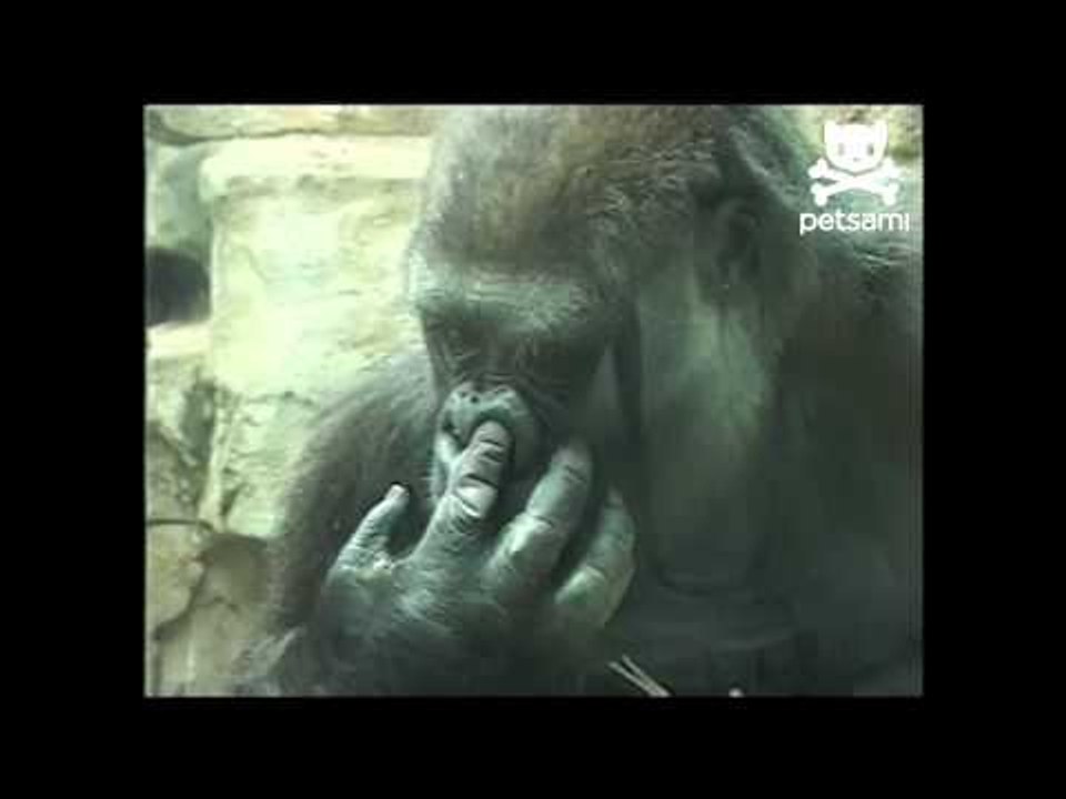Gorilla picks nose and eats it