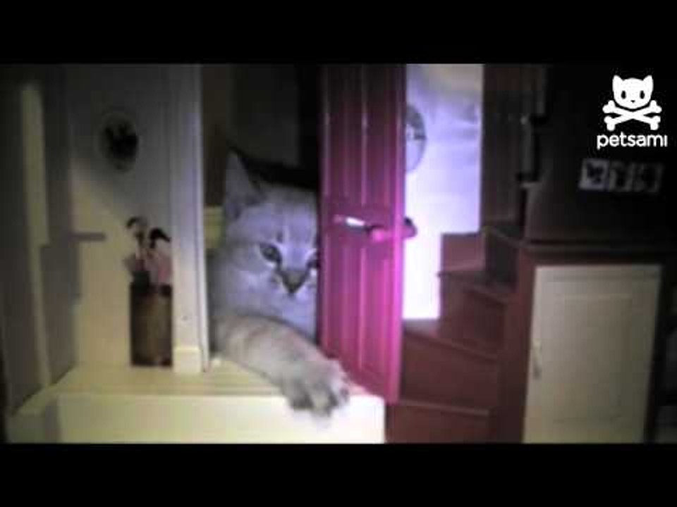 Godzilla kitty attacks dollhouse