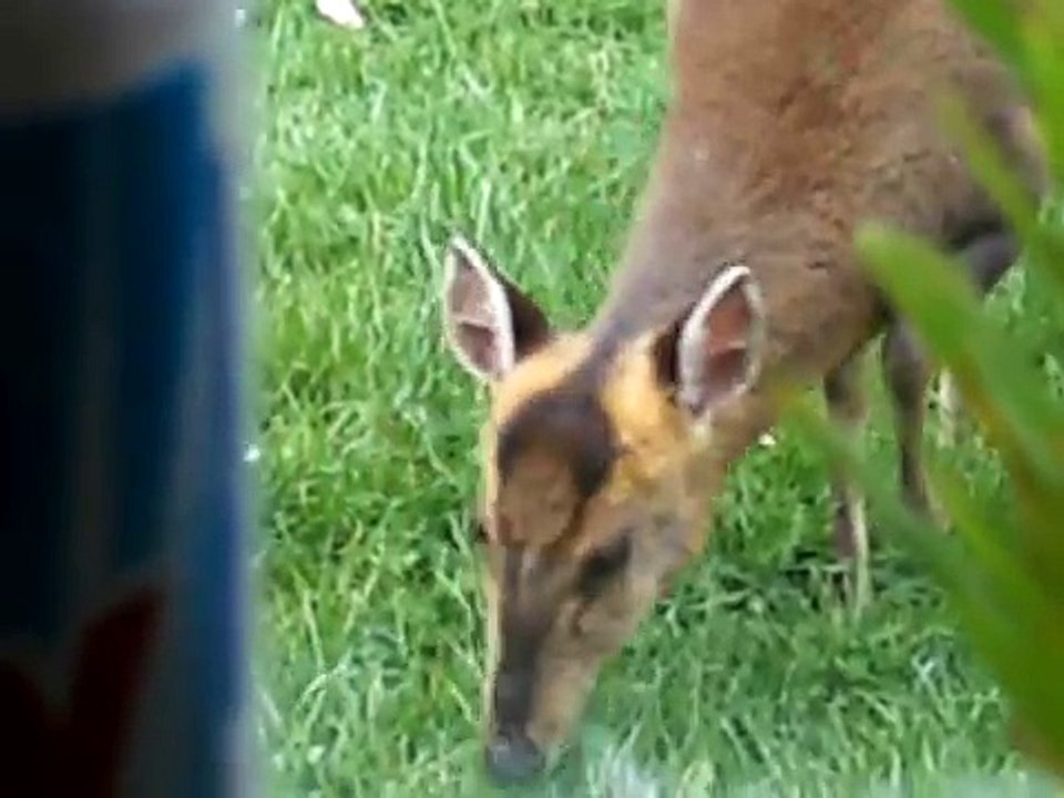 Muntjac Deer