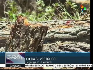 Honduras: plaga de gorgojos destruye bosques y genera escasez de agua