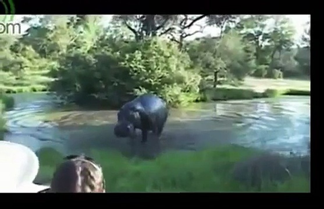 FUNNY  ANIMAL ATTACK   Animals Attacking Humans Compilation 2015