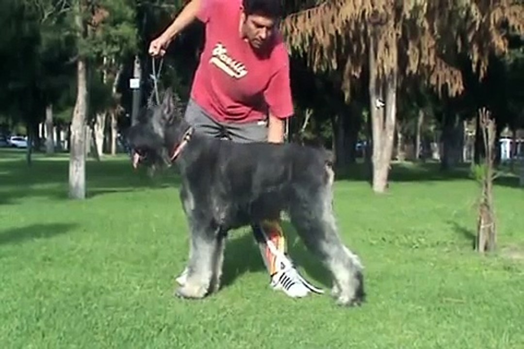 schnauzer gigante sal y pimienta (3/4)