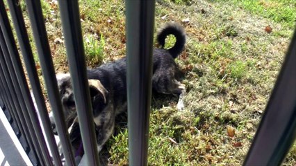 Finishing School Summer Semester - Tyson the Kelpie x Koolie
